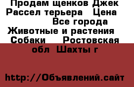 Продам щенков Джек Рассел терьера › Цена ­ 25 000 - Все города Животные и растения » Собаки   . Ростовская обл.,Шахты г.